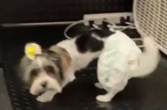 Lost Biewer Terrier: Adorable & Friendly