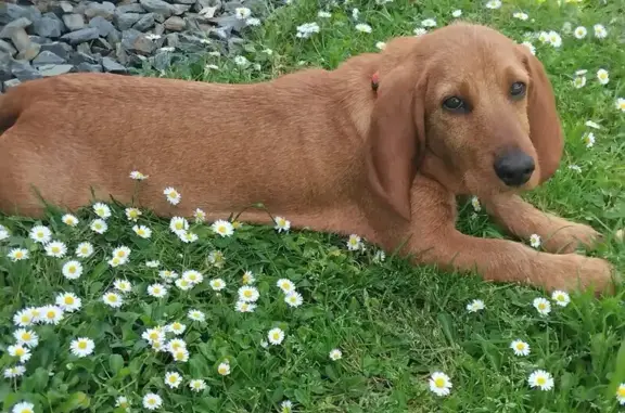 Chien perdu Nouvelle-Aquitaine, photo : Chien perdu à Chaniers, 7 mois, fauve
