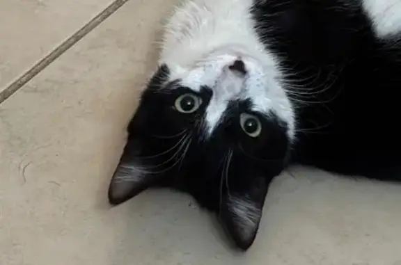 Chat perdu, , photo: Chat perdu : Marley, noir & blanc, Beauregard