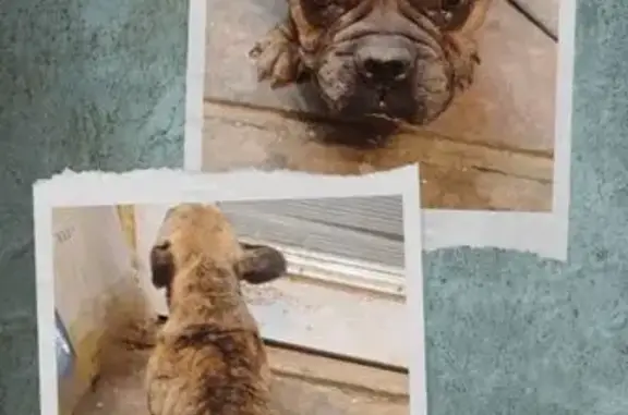 Sweet Lost Dog Needs Loving Home