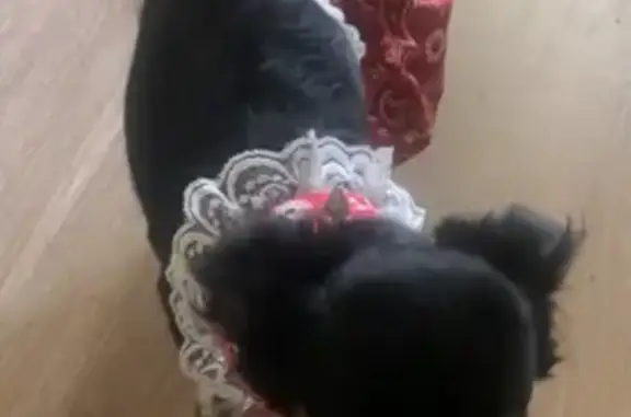 Help Find Millie: Small, Curly, Black Pup