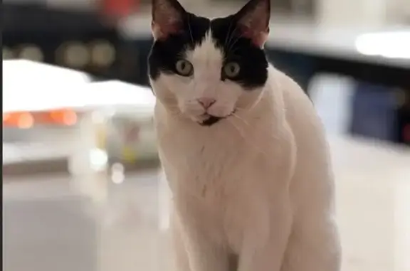 Help Find Yokai: Lost Cat in Sudbury