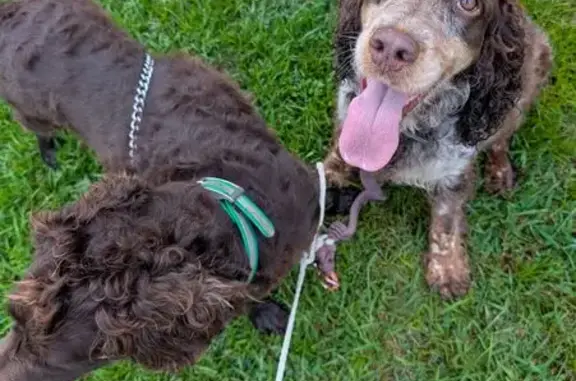 Found dog Andrews, photo: Found: 2 Tethered Dogs on Earle Rd