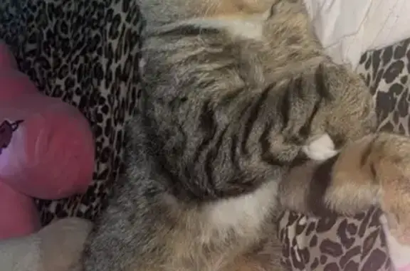 Lost Tabby Cat: Green Eyes, Fulton Rd