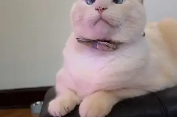 Lost Flame Point Siamese in Portland