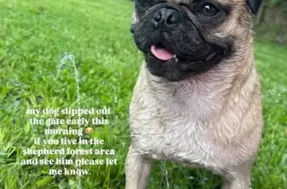 Lost Dog on West 34th St, Houston