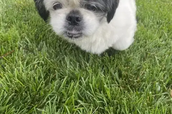 Found: Senior Dog with Unique...