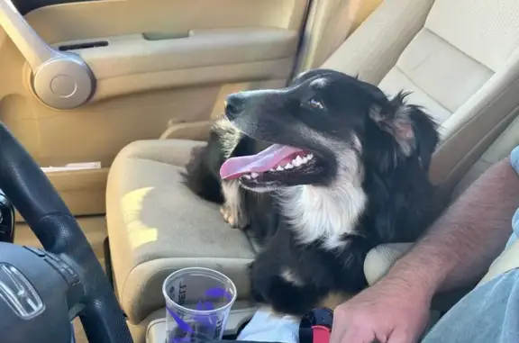 Found dog Los Angeles, photo: Found: Sweet Tri-Colored Aussie in LA