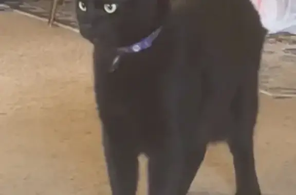 Lost Black Cat: Glittery Collar & Freckle