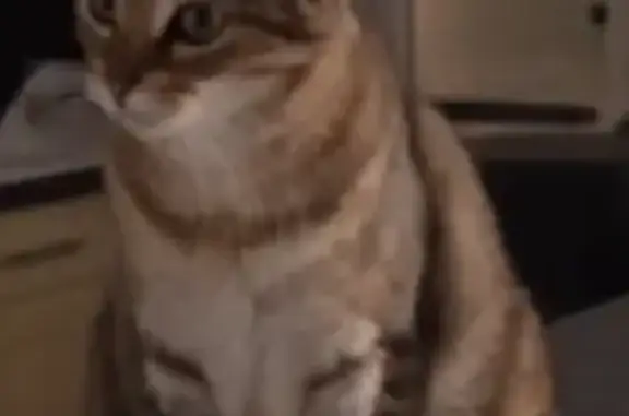 Chatte perdue, pucée, craintive à Feytiat - photo
