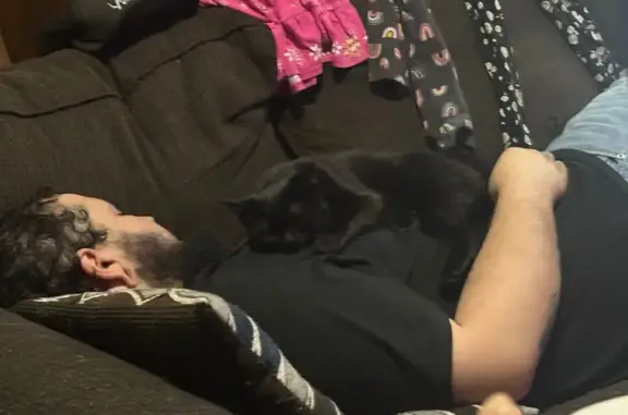 Missing cat Dayton, photo: Lost Black Kitten with Thumbs in Dayton