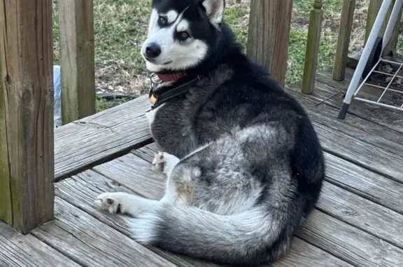 Lost Husky: Friendly, Black & White, Ben Wheeler