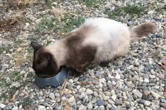 Animaux trouvés , photo: Chat siamois timide trouvé à Sainte-Radegonde