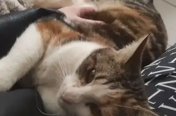 Chat écaille perdu à Montech, rue du Collège - photo