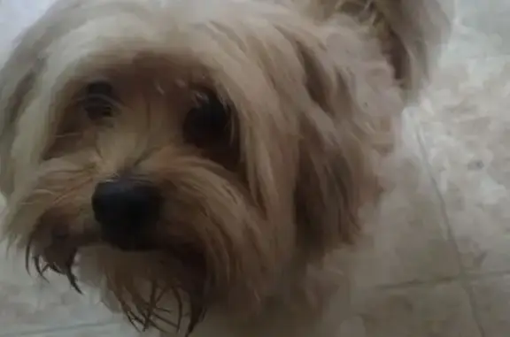 Friendly Blonde Dog Found on 1...