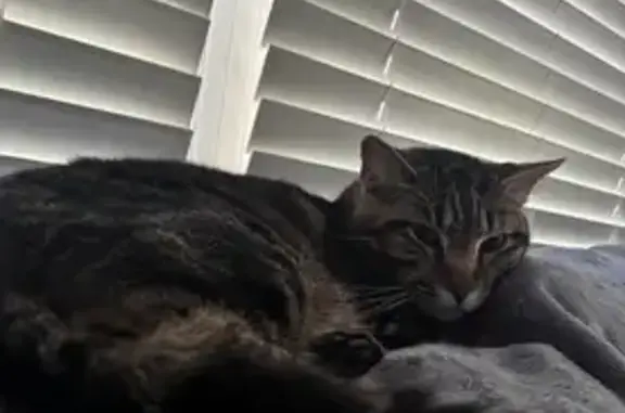 Lost Tabby Cat: Green Eyes, Laurelstone Pkwy