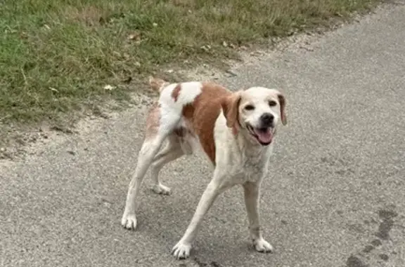 Chien assoiffé errant à Mauvezin-sur-Gupie - photo