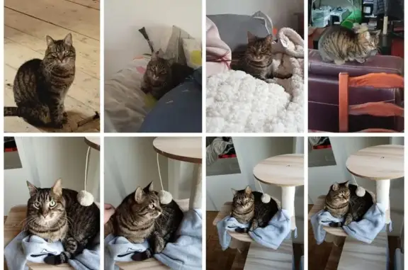 Animaux perdus , photo: Chatte perdue, Nina, rue Paul Mougenot