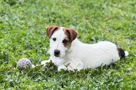 Perra Jack Russell Perdida en San Agustín