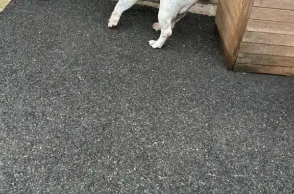 Chien trouvé Saint-Maurice-Montcouronne, photo: Bouledogue noir/blanc trouvé Saint-Maurice