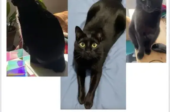 Búsqueda de mascotas, foto: Gato Negro Perdido: Aco sin Rabo en Madrid