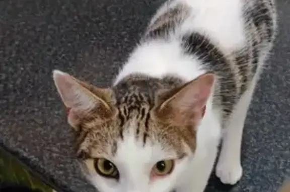 Lost Tabby: Hunter - White & B...