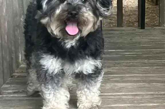 Lost Yorkie-Poo: Black & Tan, 10 lbs