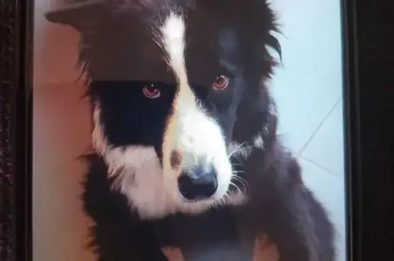 Chien perdue à Ortaffa, collier rose et noir - photo