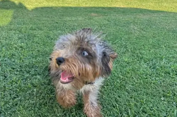 Lost and found pets Tulsa, photo: Found Dogs: Black/White & Gray/Blue Eye