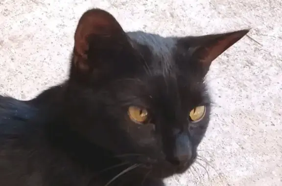 Chat noir perdu à Vauvert, 5 ans, castré - photo