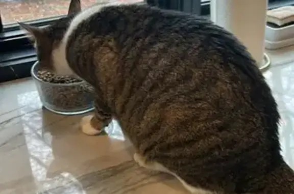 Lost Chubby Cat - Friendly & Pink-Nosed