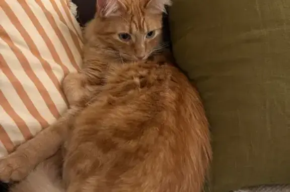 Perdu : chat roux aux yeux bleus, Dauprat - photo