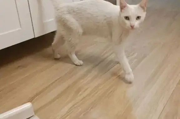 Gato encontrado Valencia, foto: Gata Blanca Cariñosa Busca Hogar Urgente