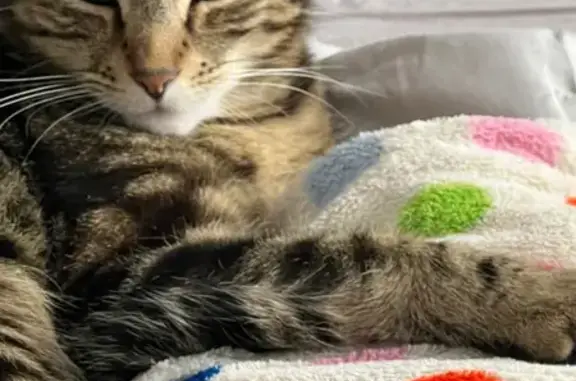 Lost Cat: Meyer Green, Age 20