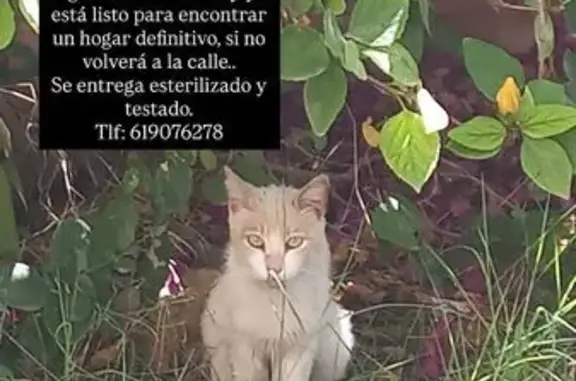 Gato encontrado Valencia, foto: Gato Encontrado en Carrer del Dr. Sopena