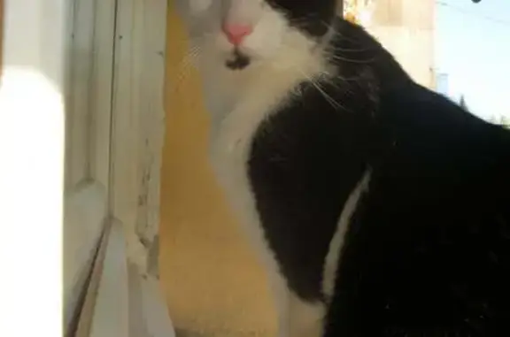 Chat perdu : Grand blanc et noir à Montmeyran - photo