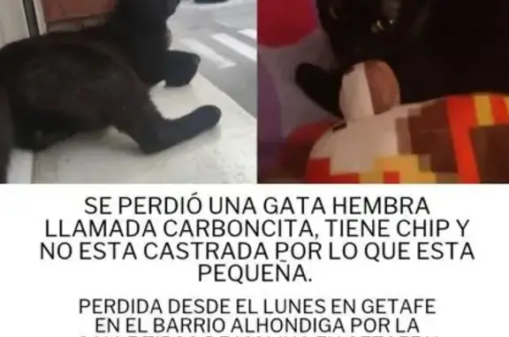 ¡Gato Negro Perdido en Getafe: Ayuda!