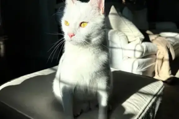 Lost Cat Gringo: White, Gold Eyes, Camden