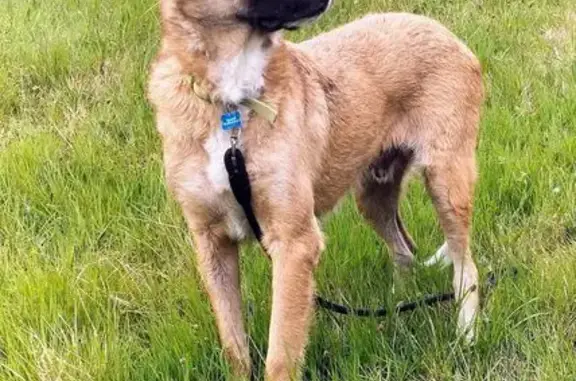 Chien perdu, mastin brun, Rue Principale - photo