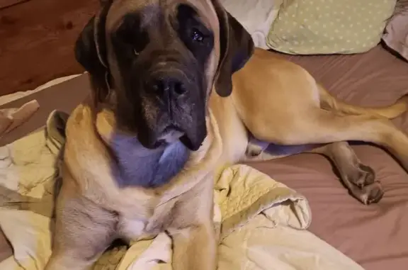Lost Dog: Brown Body, Black Face, OKC