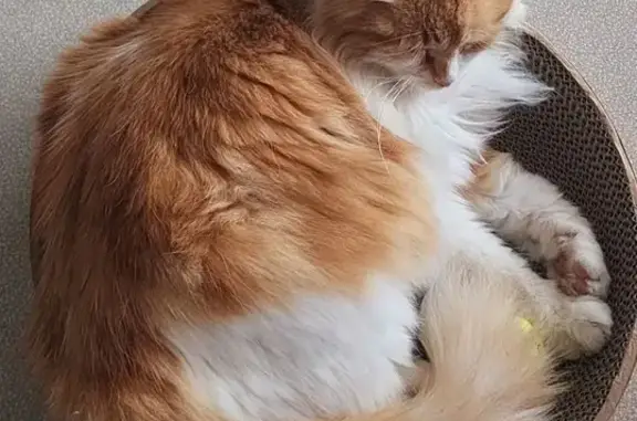 Chat Elvis perdu, 8 ans, très casanier - photo