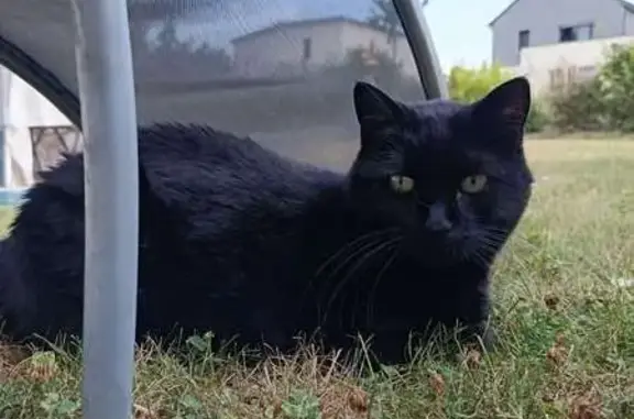 Chat perdu, Betton, photo: Chatte perdue: noire avec tache blanche, Betton