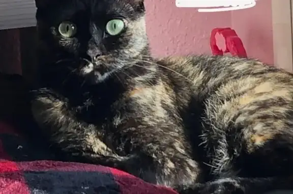 Gato Perdido en Edificio Bahamas, La Manga