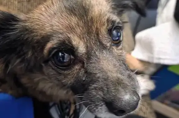 Lost Chihuahua: Brown/Black, Red Collar