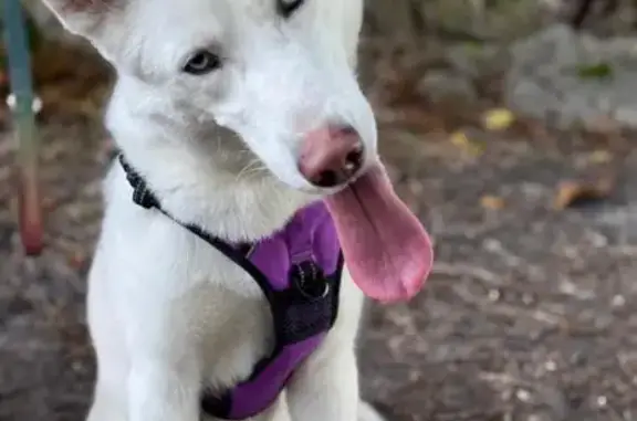 Lost White Husky, Amani, NW Miami Area