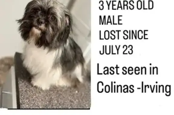 Lost Dog Near 826 West Royal Lane