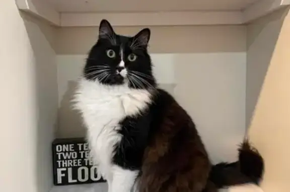 Missing cat Hidalgo, photo: Lost Cat: Fluffy Tail & Green Eyes