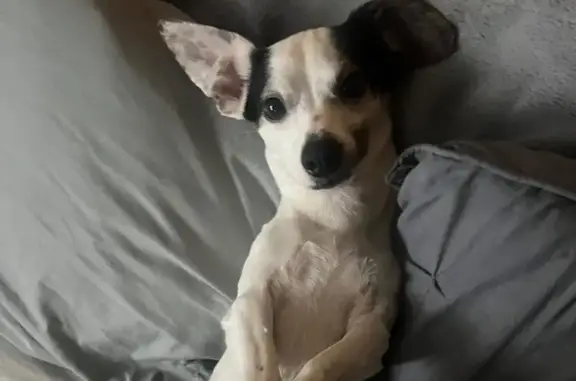 Lost Dog: Unique Ears & Cloudy Eyes