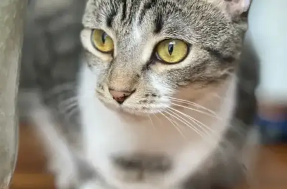 Lost Tabby Cat: Shirefield Lane 918
