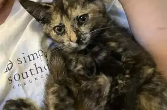 Help Find Our Lost Tortishell Cat!